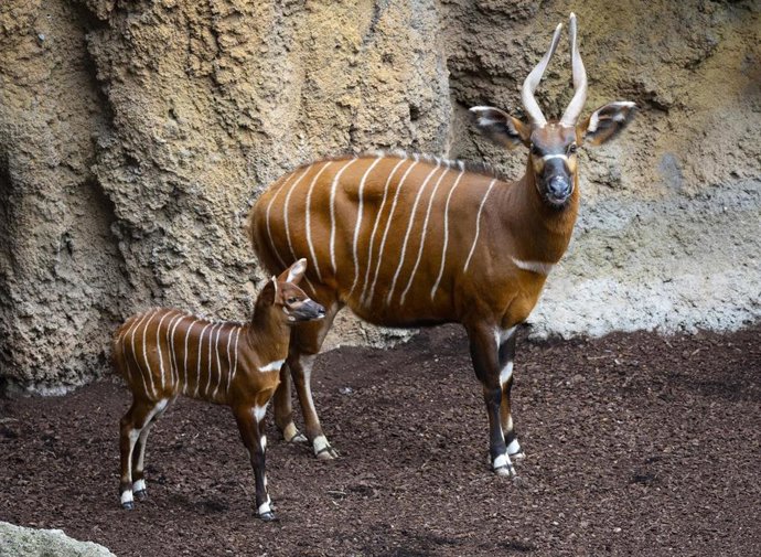 Cría de bongo oriental