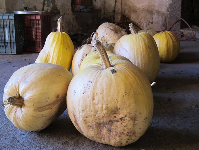 Calabaza. Calabazas. Verdura. Fruto de huerta.