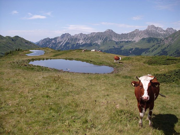 Vaca al lado de un lago en las montañas de los Alpes