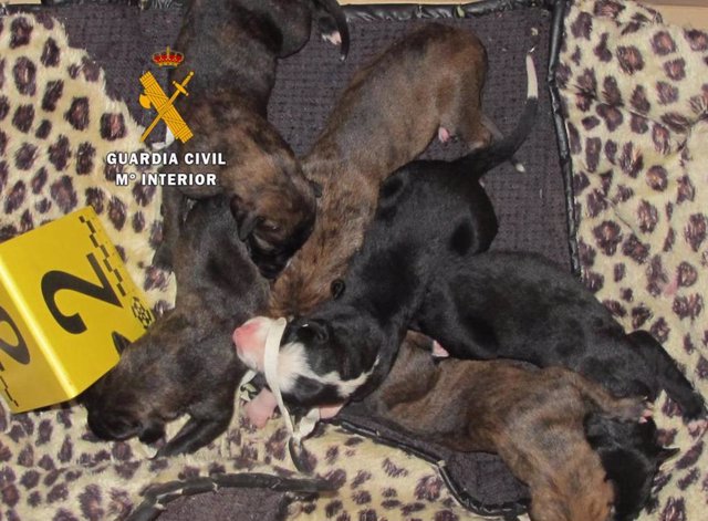 Dos investigados en la Comarca de Toro por abandonar seis cachorros de galgo recién nacidos en un descampado.
