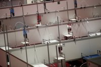 Primeros análisis a pacientes de Ifema muestran que hombres mayores con patologías se asocian a peor diagnóstico