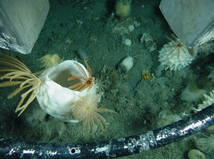 Fuerte declive en los organismos de fondo marino en el Antártico