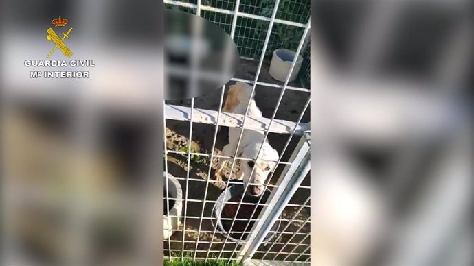 Animales maltratados en un criadero de perros clandestino y abandonado en Nerpio