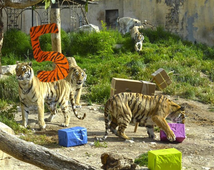 Los ejemplares de tigre de Bengala de Terra Natura.