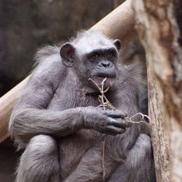 La chimpancé más longeva de Europa en el Zoo de Barcelona, la Vieja