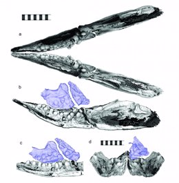 Aspecto de los dientes en forma de guijarros en la mandíbula del Cartorhynchus