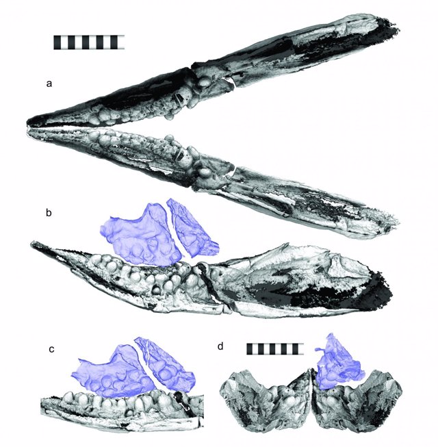 Aspecto de los dientes en forma de guijarros en la mandíbula del Cartorhynchus