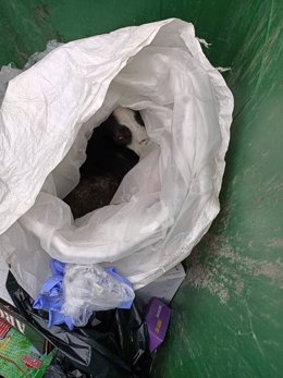 Imagen del perro rescatado por Policía local de Fuenlabrada tras ser arrojado a un contenedor.