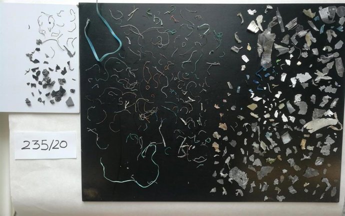 Macroplásticos extraídos del interior de la tortuga