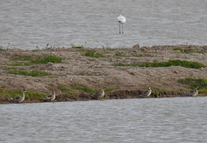 Cercetas pardillas: foto de Beltrán Ceballos