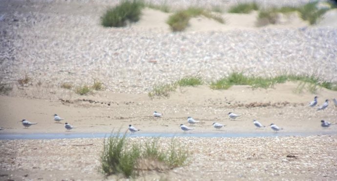 Colonia de charrancitos en Los Toruños