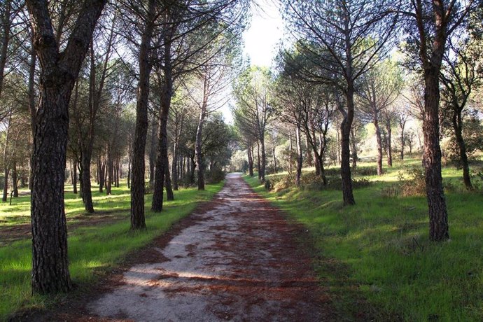 Imagen de una zona verde de la localidad de Alcobendas.