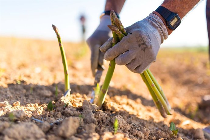 Mercadona prevé comprar 1.000 toneladas de espárrago verde de origen nacional pa
