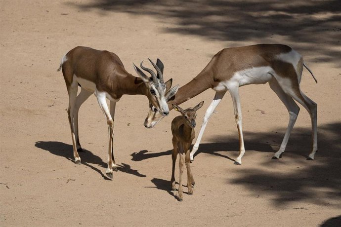Nace en Bioparc Valencia una gacela de una especie que salvó de la extinción un pionero conservacionista español