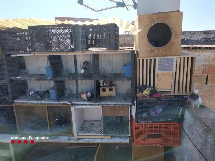 Palomas recuperadas en Santa Coloma de Gramanet