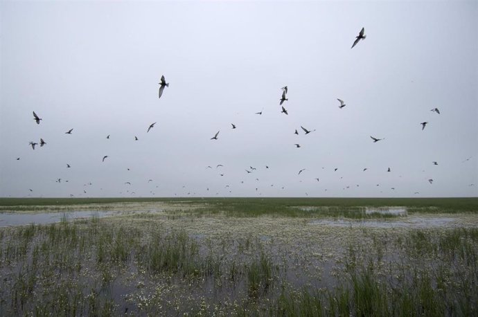 Pájaros en Doñana.