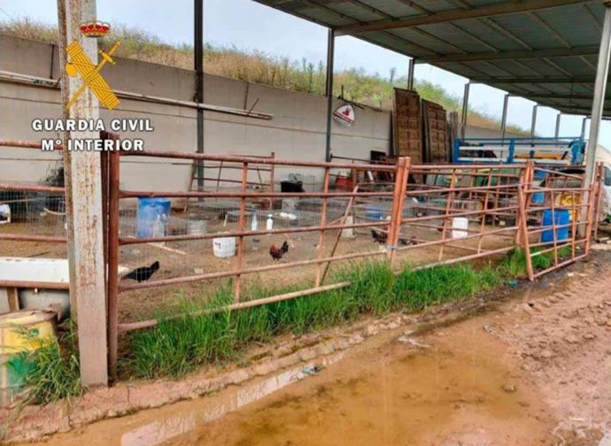 Detienen a tres jóvenes por robar 15 gallos.