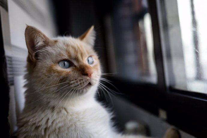 Una gata domstica observa per la finestra d'un domicili en plena pandmia del coronavirus.