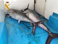 Intervenidos en Marbella dos atunes rojos con un peso de 199 kilos capturados ilegalmente