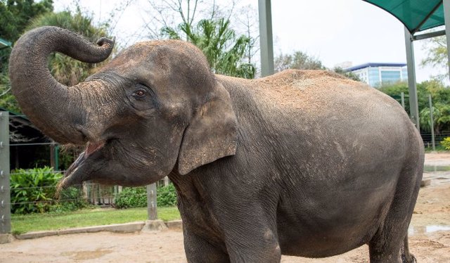 Elefante en el Zoo de Houston