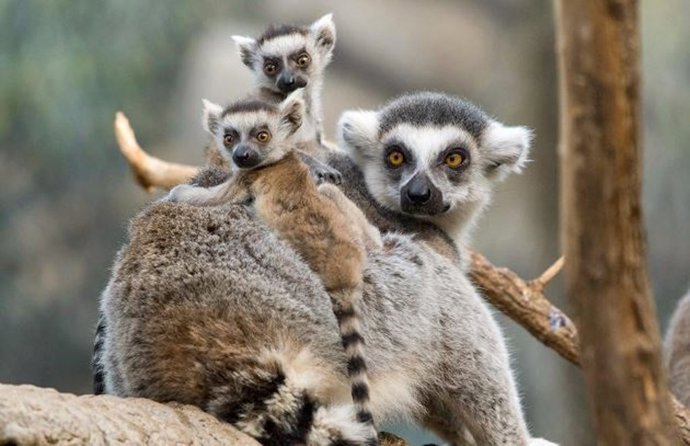 Haz una visita al reino aminal con tus hijos sin salir de casa