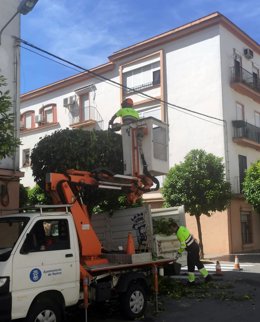 Trabajos de podas de árboles en Huelva capital