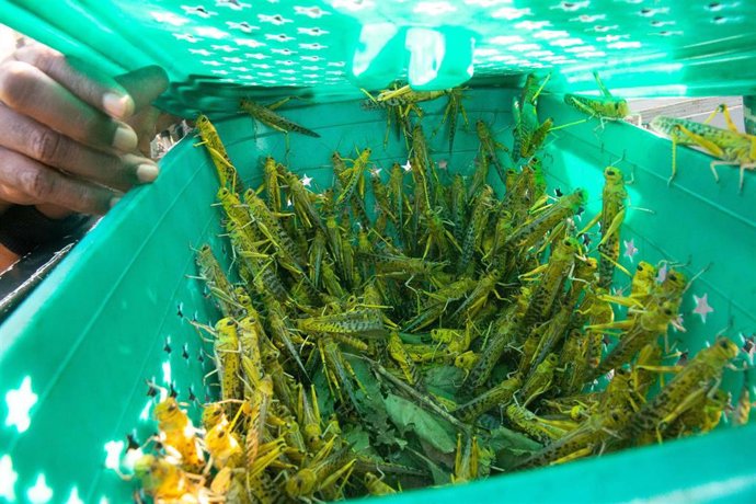 Langostas capturadas en Uganda