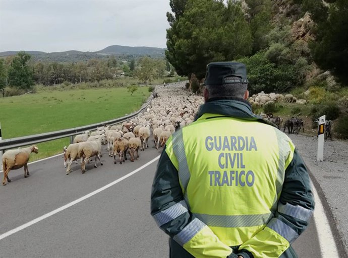 La Guardia Civil auxilia a un pastor en el traslado de su rebaño de 1.400 ovejas