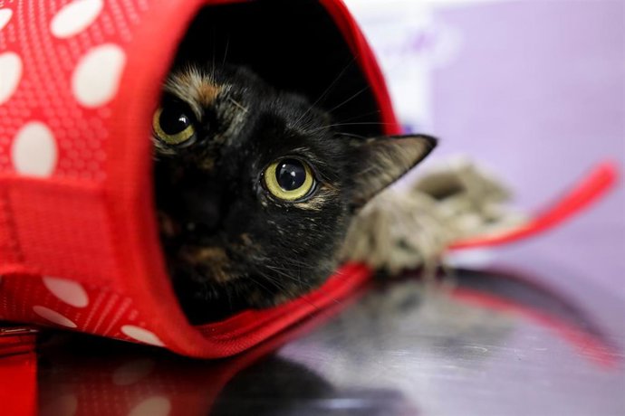 Un gato en una consulta del Hospital Veterinarea en Alpedrete en el que trabajan 13 veterinarios, sanitarios esenciales durante el estado de alarma provocado por el coronavirus. Además de garantizar el bienestar animal, son los responsables de mantener 