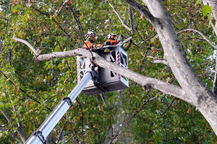 Labores de poda en un árbol de la ciudad de Madrid.