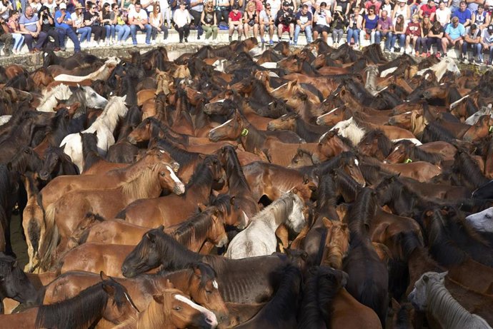 July 9, 2019 - Sabucedo, Galicia, Spain: "Aloitadores" immobilize wild horses with their hands and bodies to cut their manes and deworm them. Since 1567, the first weekend of July is marked by Rapa das Bestas every year. The tradition begins at the town