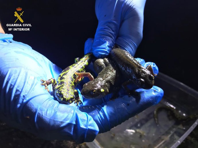 La Guardia Civil Colabora En La Detección De Especies Exóticas De Tritones Que Amenazan El Ecosistema En El Parque Natural Del Montnegre I El Corredor (Barcelona).