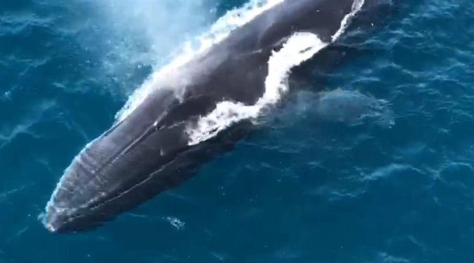 Ballena rorcual común