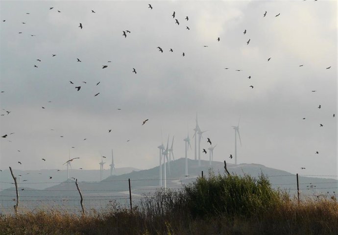 Migración de aves que estudia la Universidad de Málaga para la correcta ubicación de parques eólicos