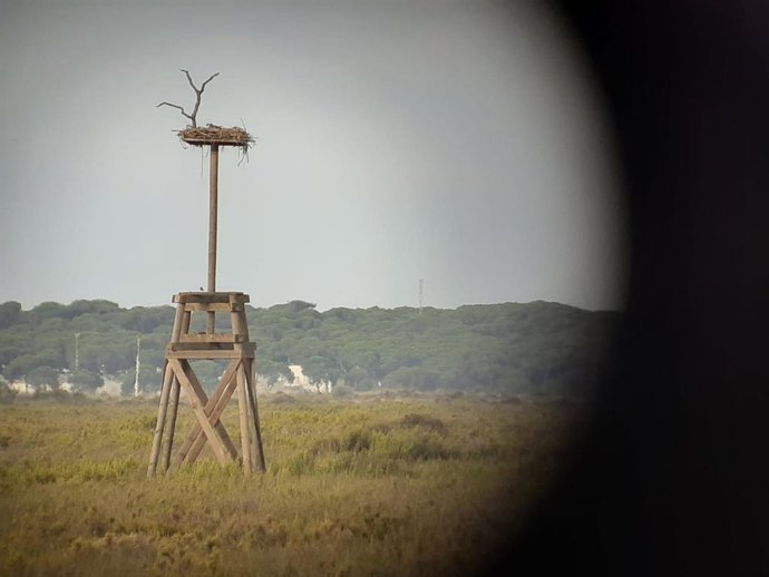 Huelva.- Coronavirus.- Marismas del Odiel ofrece una visita virtual con el águil