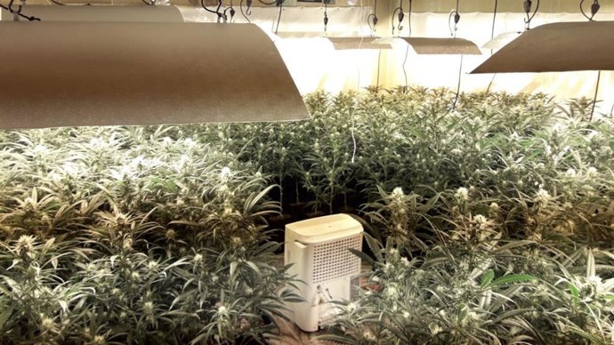 Plantación de marihuana en un pio ocupado en Barcelona