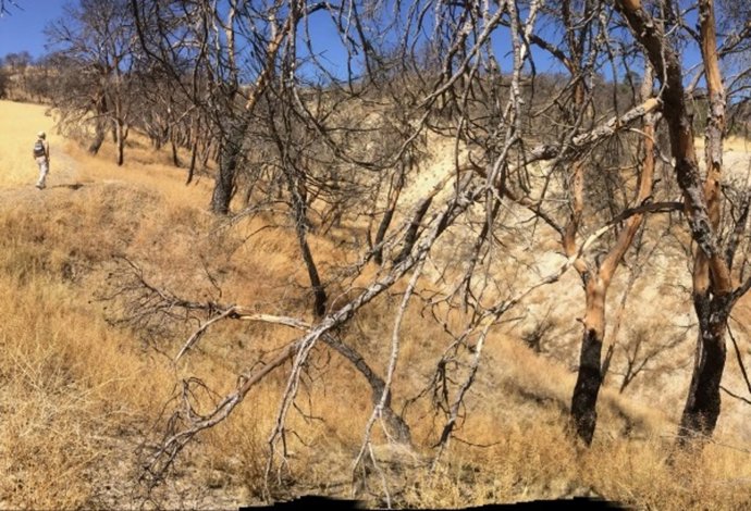 Estado de un barranco tras la propagación extrema del fuego
