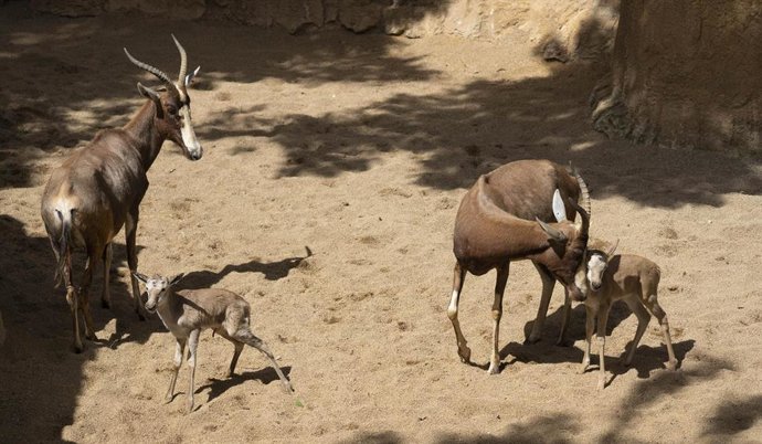 Vídeo de la noticia