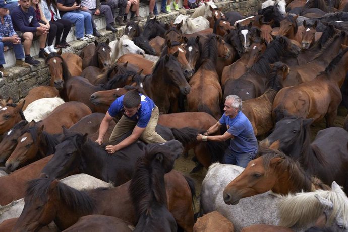 July 9, 2019 - Sabucedo, Galicia, Spain: "Aloitadores" immobilize wild horses with their hands and bodies to cut their manes and deworm them. Since 1567, the first weekend of July is marked by Rapa das Bestas every year. The tradition begins at the town
