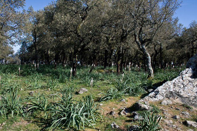 Imagen de archivo de alcornocales. 