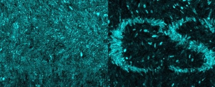 Los investigadores utilizaron la luz para marcar un patrón complejo con letras en una área más pequeña que el grosor de un cabello en el biofilm, formado por centenares de bacterias.