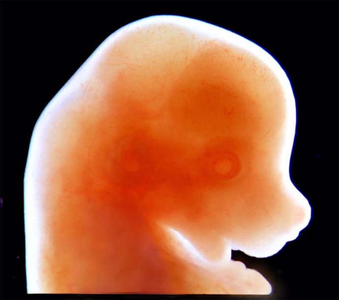 Embrión de ratón.