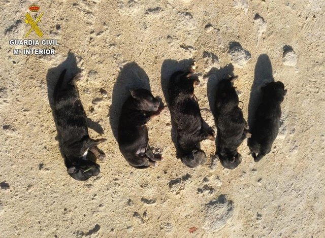 Cachorros asesinados en Sanlúcar de Barrameda