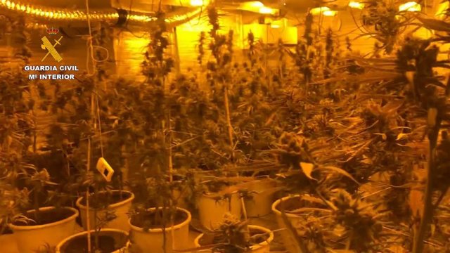 Plantación intervenida por la Guardia Civil.