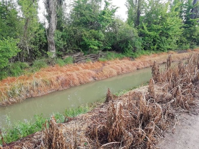 Imagen del canal del Duero en la zona en la que Ecologistas en Acción denuncia daños en la vegetación.