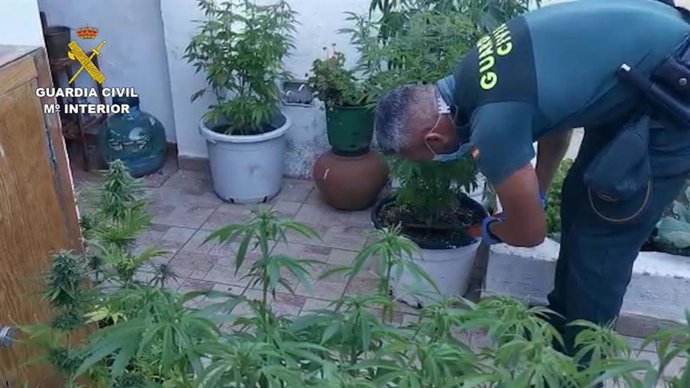 Incautadas más de 13.000 plantas de marihuanas en diferentes operaciones de la Guardia Civil durante el estado de alarma