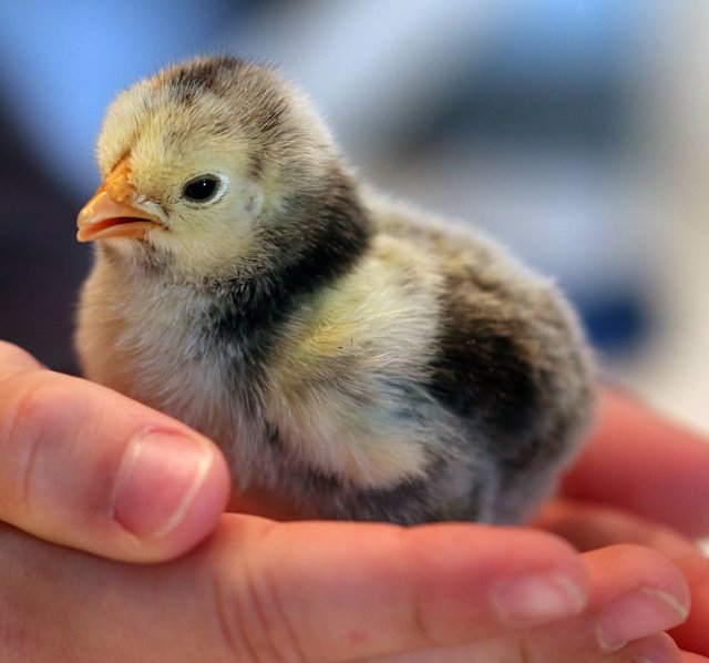 Pollo recién nacido