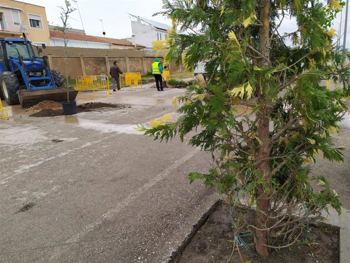 Plantación de árboles en Socuéllamos.