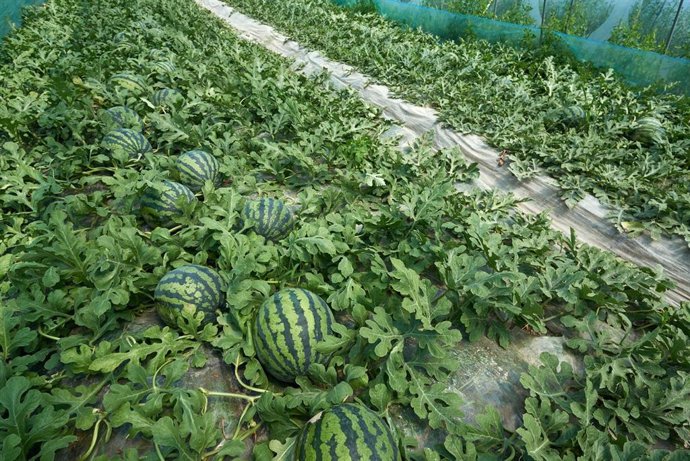 Almería.-La campaña de sandía arranca con un precio medio de 53 céntimos por kil