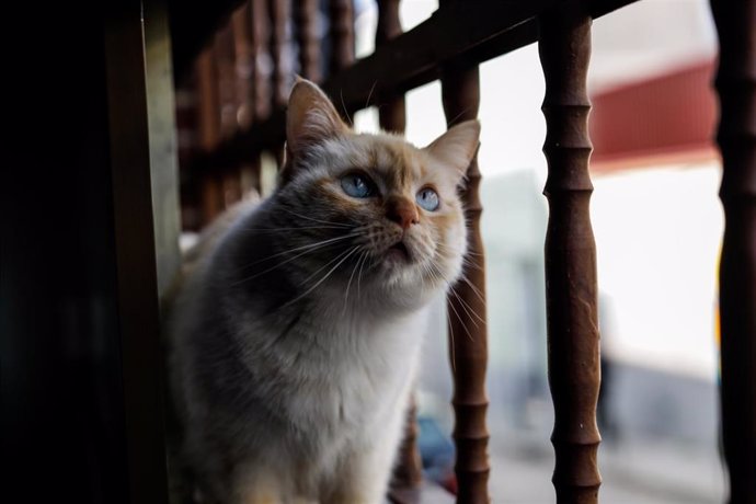 Una gata doméstica observa por la ventana de un domicilio en plena pandemia del coronavirus 